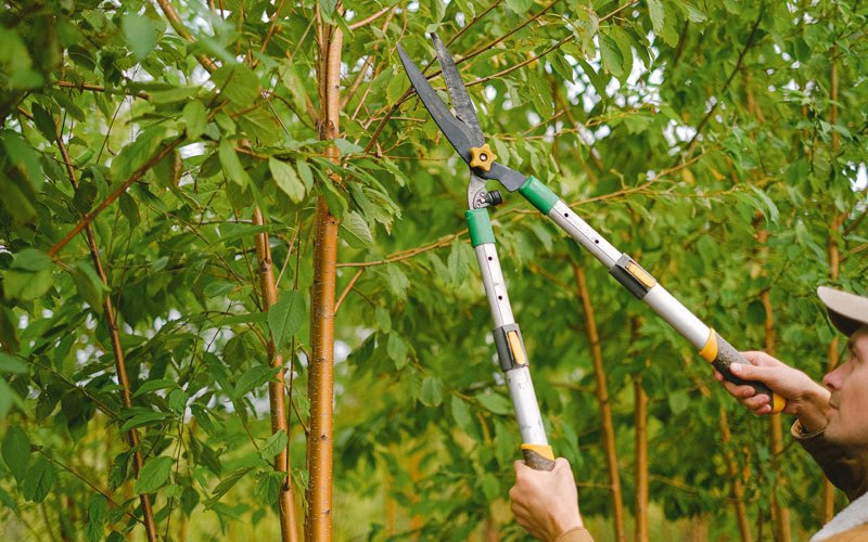Tree trimming in Lick Creek, KY